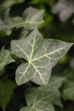 Hedera hibernica P9 5-10 cm