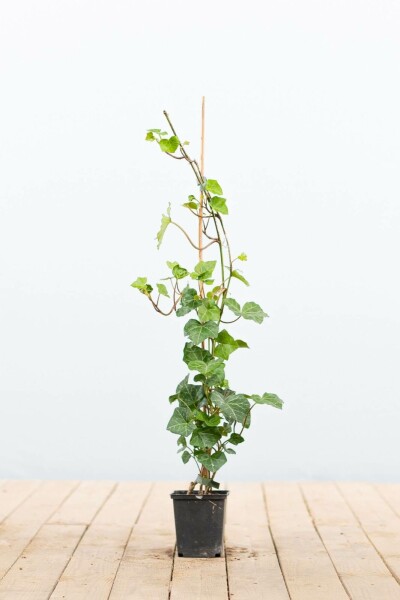 Hedera hibernica P9 40-60 cm