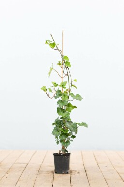 Irsk vedbend Hedera hibernica 40-60 potte P9(GESTOKT) Hedera hibernica P9 40-60 cm