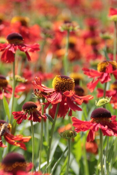 Solbrud Helenium 'Moerheim Beauty' 10-15 potte C2 Helenium 'Moerheim Beauty'