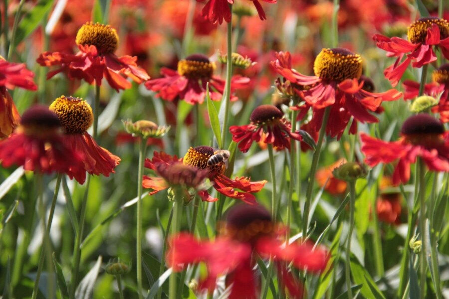 Solbrud Helenium 'Moerheim Beauty' 10-15 potte C2 Helenium 'Moerheim Beauty'