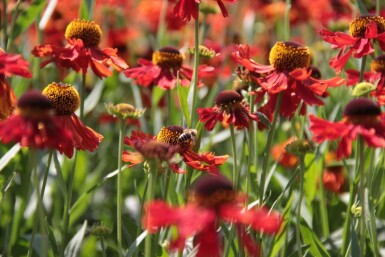 Solbrud Helenium 'Moerheim Beauty' 10-15 potte C2 Helenium 'Moerheim Beauty'