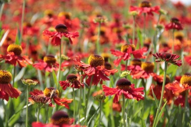 Solbrud Helenium 'Moerheim Beauty' 5-10 potte P9