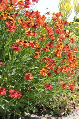 Solbrud Helenium 'Moerheim Beauty' 5-10 potte P9 Helenium 'Moerheim Beauty'