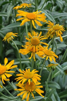 Solbrud Helenium hoopesii 5-10 potte P9 Helenium hoopesii
