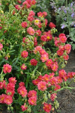 Soløje Helianthemum 'Amabile Plenum' 5-10 potte P9 Helianthemum 'Amabile Plenum'
