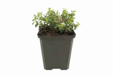 Soløje Helianthemum 'Amabile Plenum' 5-10 potte P9 Helianthemum 'Amabile Plenum'