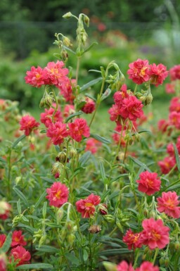 Soløje Helianthemum 'Amabile Plenum' 5-10 potte P9