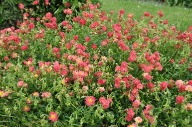 Soløje Helianthemum 'Amabile Plenum' 5-10 potte P9