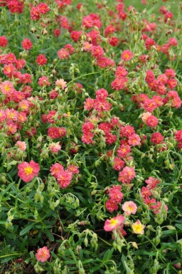 Soløje Helianthemum 'Amabile Plenum' 5-10 potte P9