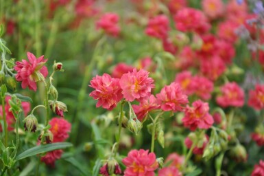 Soløje Helianthemum 'Amabile Plenum' 5-10 potte P9