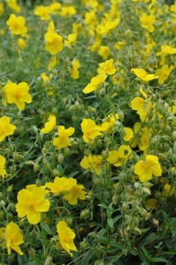 Soløje Helianthemum 'Golden Queen' 5-10 potte P9 Helianthemum 'Golden Queen'