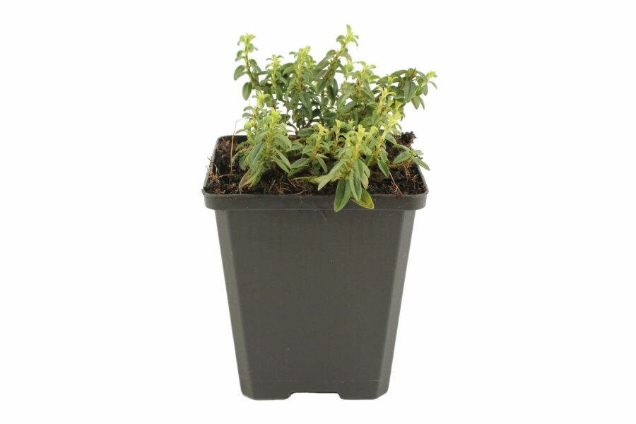 Soløje Helianthemum 'Golden Queen' 5-10 potte P9 Helianthemum 'Golden Queen'