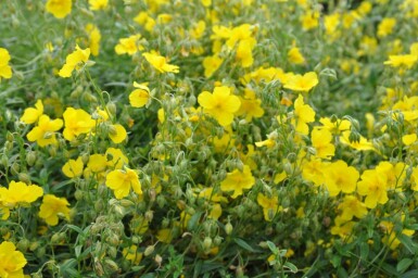 Soløje Helianthemum 'Golden Queen' 5-10 potte P9