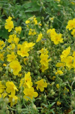 Soløje Helianthemum 'Golden Queen' 5-10 potte P9