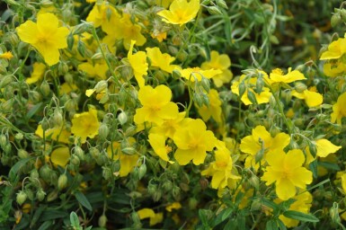 Soløje Helianthemum 'Golden Queen' 5-10 potte P9