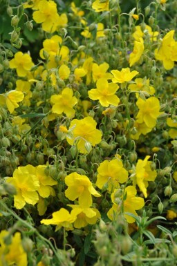 Soløje Helianthemum 'Golden Queen' 5-10 potte P9