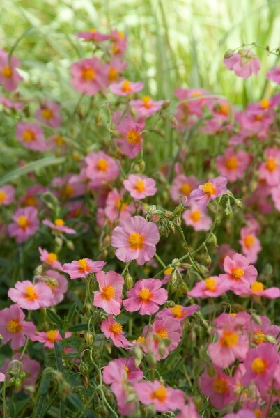 Soløje Helianthemum 'Lawrenson's Pink' 5-10 potte P9 Helianthemum 'Lawrenson's Pink'