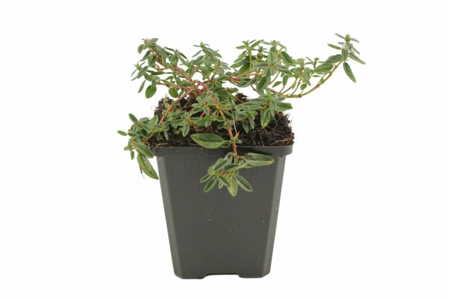 Soløje Helianthemum 'Lawrenson's Pink' 5-10 potte P9 Helianthemum 'Lawrenson's Pink'