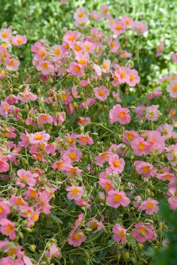 Soløje Helianthemum 'Lawrenson's Pink' 5-10 potte P9 Helianthemum 'Lawrenson's Pink'
