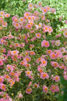 Soløje Helianthemum 'Lawrenson's Pink' 5-10 potte P9