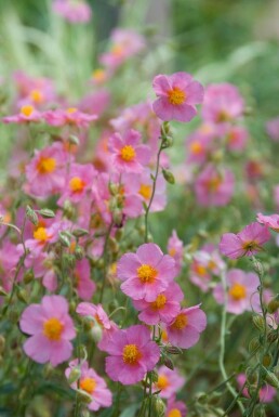 Soløje Helianthemum 'Lawrenson's Pink' 5-10 potte P9