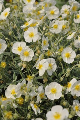 Soløje Helianthemum 'The Bride' 5-10 potte P9