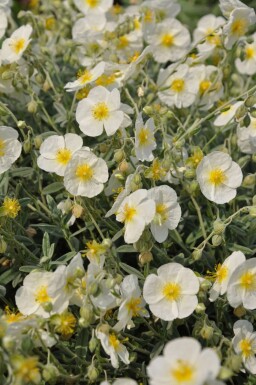 Soløje Helianthemum 'The Bride' 5-10 potte P9 Helianthemum 'The Bride'