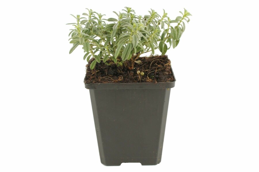 Soløje Helianthemum 'The Bride' 5-10 potte P9 Helianthemum 'The Bride'