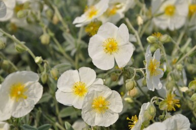 Soløje Helianthemum 'The Bride' 5-10 potte P9