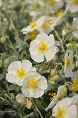 Soløje Helianthemum 'The Bride' 5-10 potte P9