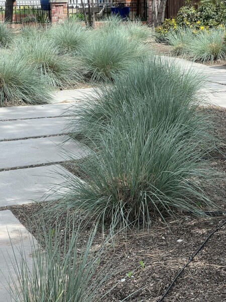 Alpeenghavre Helictotrichon sempervirens 5-10 potte P9 Helictotrichon sempervirens