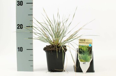 Alpeenghavre Helictotrichon sempervirens 5-10 potte P9 Helictotrichon sempervirens