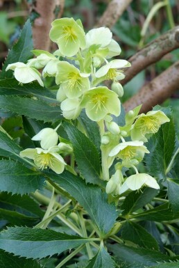 Tornet julerose Helleborus argutifolius 5-10 potte P9 Helleborus argutifolius