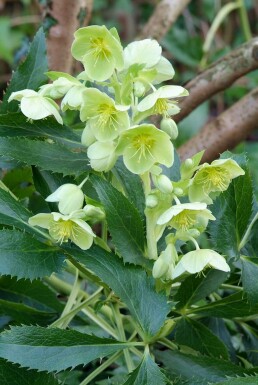 Tornet julerose Helleborus argutifolius 5-10 potte P9