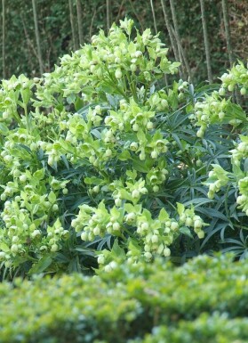 Stinkende nyserod Helleborus foetidus 5-10 potte P9 Helleborus foetidus