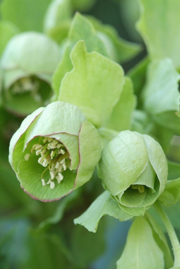 Stinkende nyserod Helleborus foetidus 5-10 potte P9 Helleborus foetidus