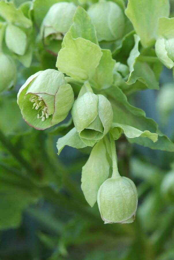 Stinkende nyserod Helleborus foetidus 5-10 potte P9 Helleborus foetidus