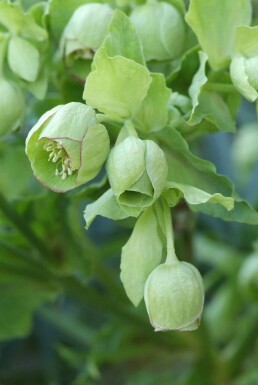Stinkende nyserod Helleborus foetidus 5-10 potte P9 Helleborus foetidus