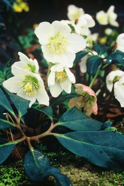 Almindelig julerose Helleborus niger 5-10 potte P9 Helleborus niger