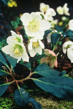 Almindelig julerose Helleborus niger 5-10 potte P9