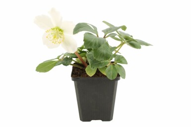 Almindelig julerose Helleborus niger 5-10 potte P9 Helleborus niger