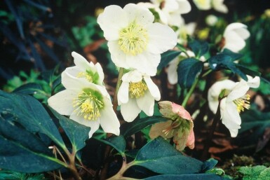 Almindelig julerose Helleborus niger 5-10 potte P9 Helleborus niger