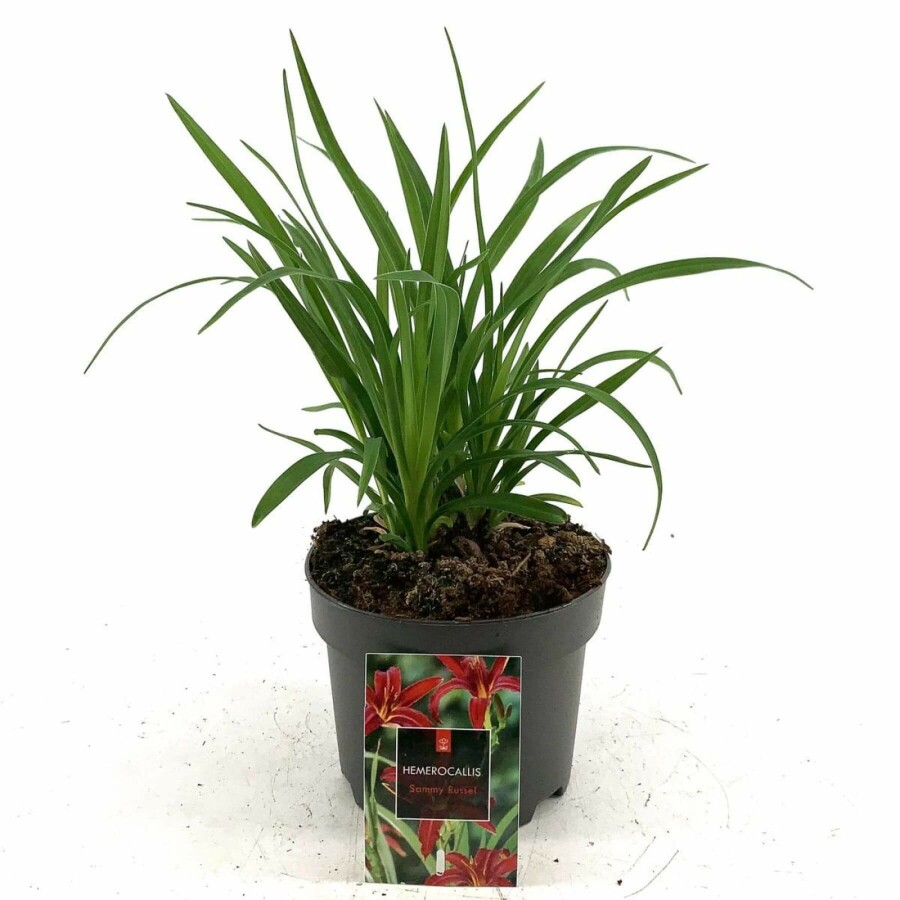 Daglilje Hemerocallis 'Sammy Russell' 10-15 potte C2 Hemerocallis 'Sammy Russell'