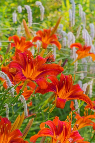Daglilje Hemerocallis 'Sammy Russell' 10-15 potte C2 Hemerocallis 'Sammy Russell'