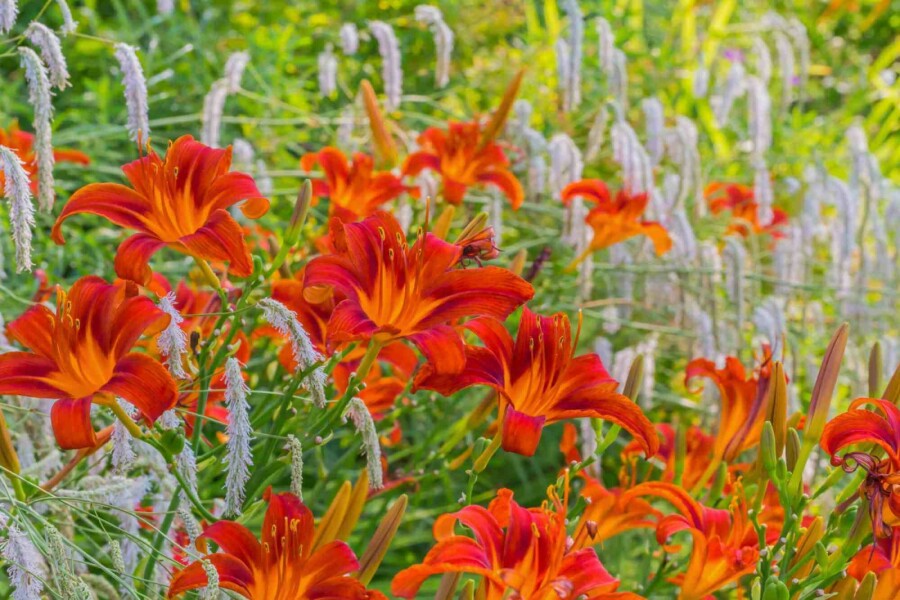 Daglilje Hemerocallis 'Sammy Russell' 10-15 potte C2 Hemerocallis 'Sammy Russell'