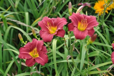 Daglilje Hemerocallis 'Sammy Russell' 5-10 potte P9