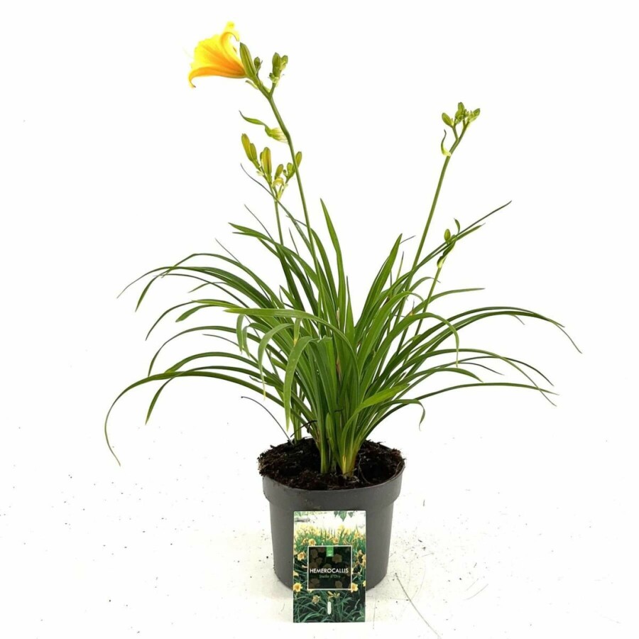 Daglilje Hemerocallis 'Stella de Oro' 10-15 potte C2 Hemerocallis 'Stella de Oro'