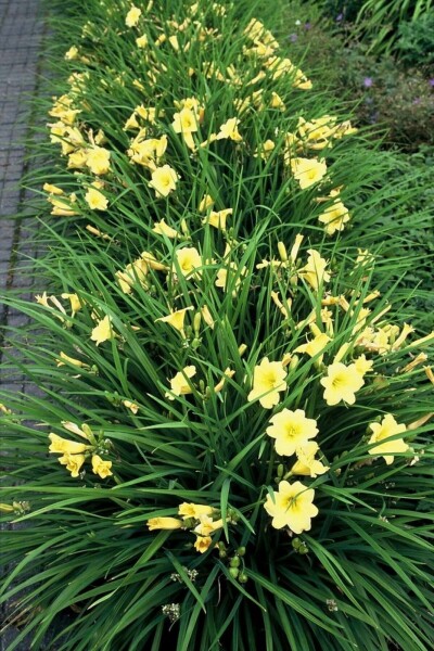 Daglilje Hemerocallis 'Stella de Oro' 5-10 potte P9 Hemerocallis 'Stella de Oro'