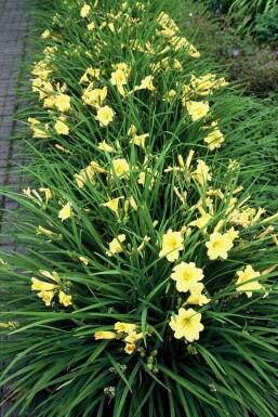 Daglilje Hemerocallis 'Stella de Oro' 5-10 potte P9